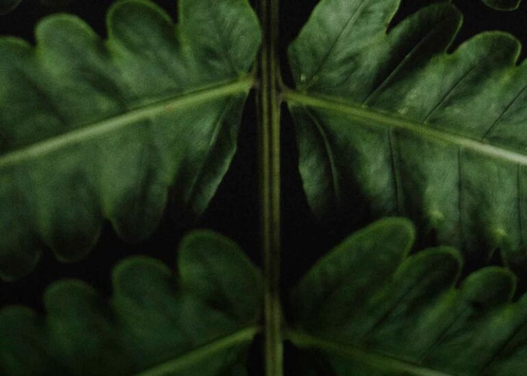 leaf