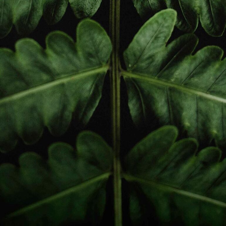 leaf