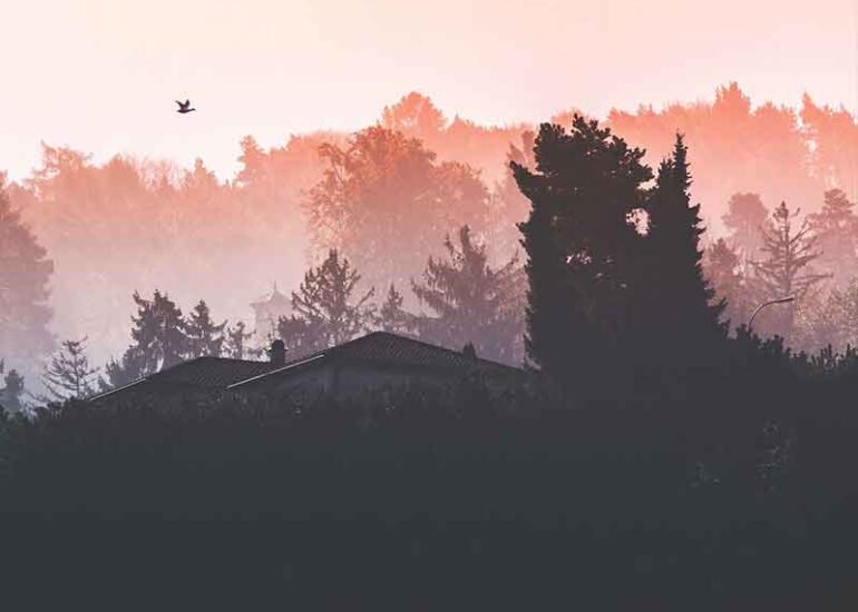 forest